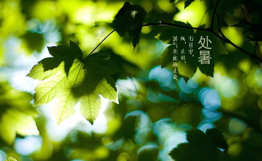 一说“处暑雨，粒粒皆是谷”，又说“下雨万人愁”，下雨好不好？