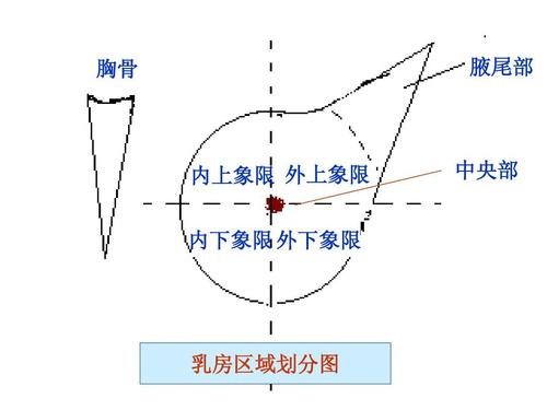 看不懂乳腺彩超报告单？别慌，看完这篇文章，秒懂