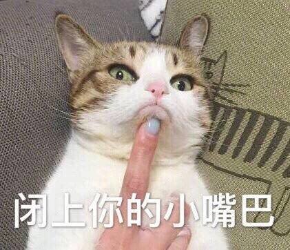 猫咪表情包合集｜我不和你天下第一好了