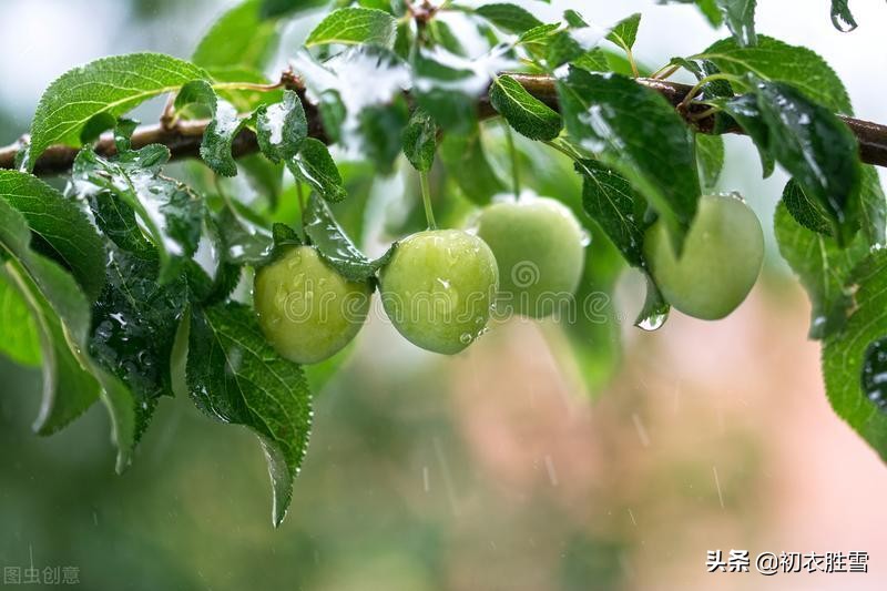 六首古诗中的盛夏梅雨：霏微梅雨暗林塘，翠蔓黄花偏眼明