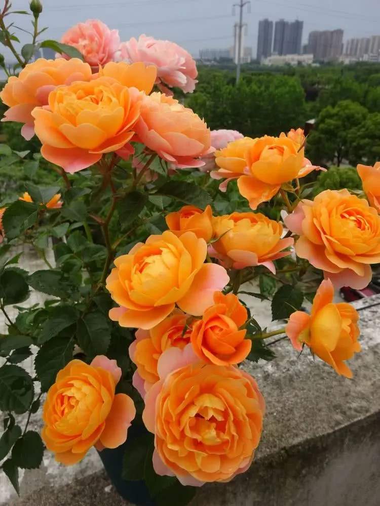 月季别乱买了,送你一份"清单",都是经典好品种