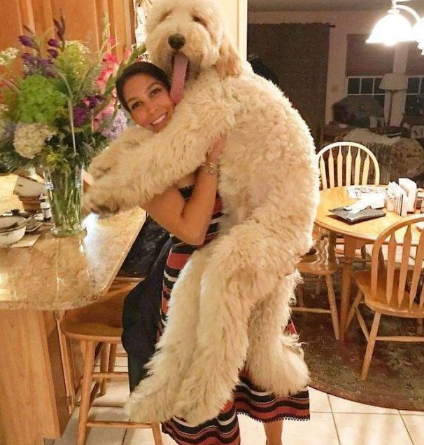 巨型泰迪图片(很少人养) - 赤虎壹号