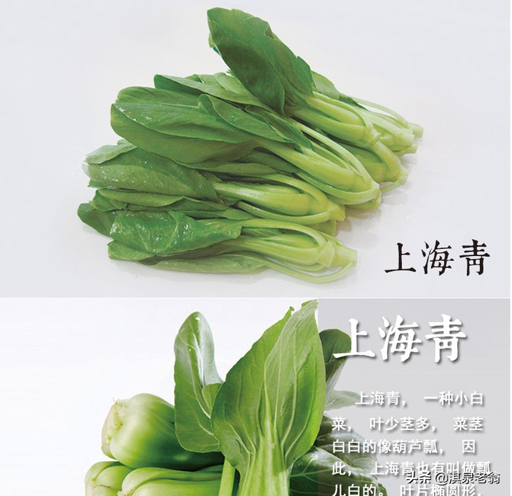 上海青菜种植时间和方法（上海青青菜的种植技巧）