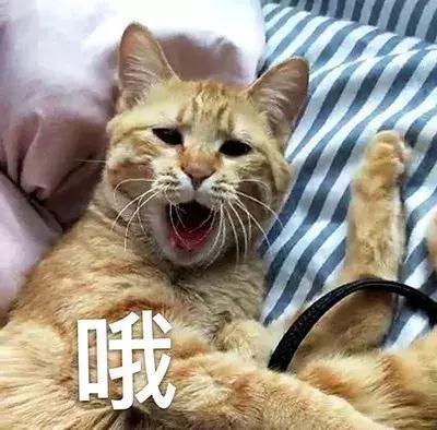 猫咪斗图表情包合集｜看我这六块腹肌，就知道你打不过我