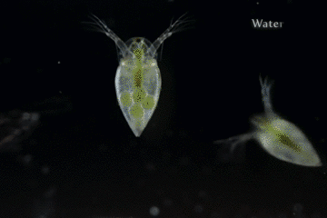 食藻虫与枝角类：说一说水生态修复的神奇工具——食藻虫