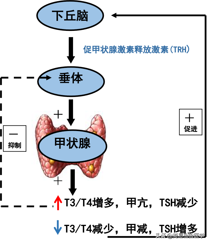 什么叫放免法甲功九项(轻松看懂甲状腺功能检测（思维导图 顺口溜）)