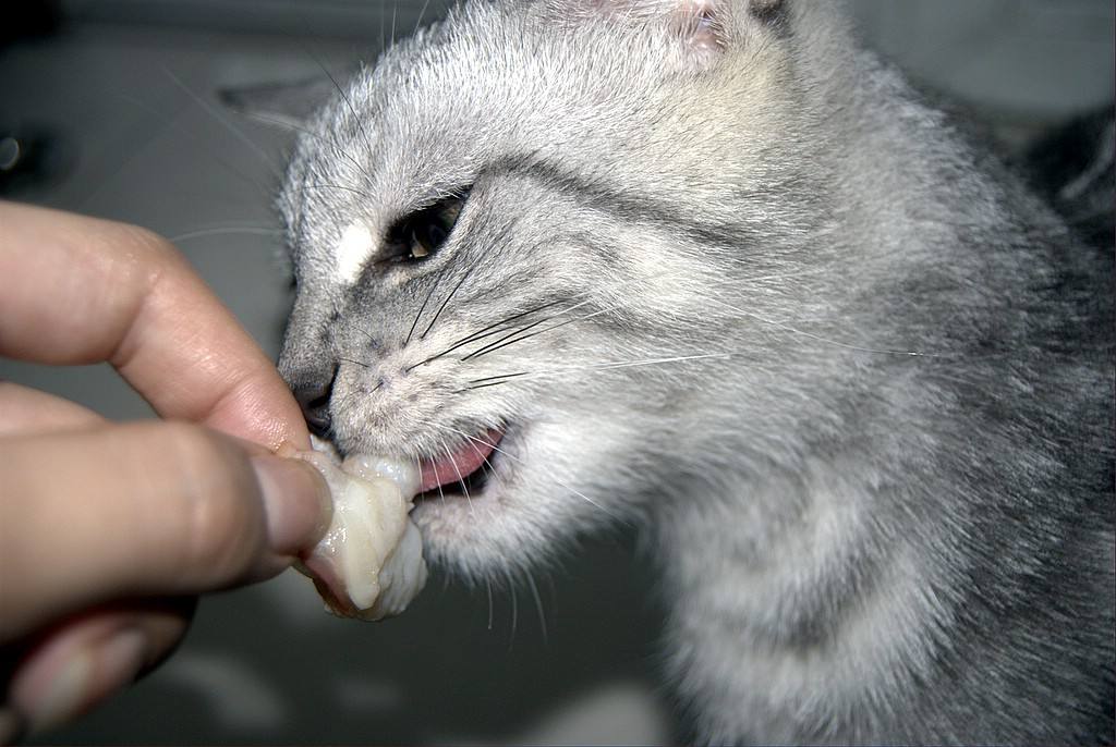 猫咪并不喜欢吃老鼠，捕鼠也只是因为三点原因，却总被人误解！