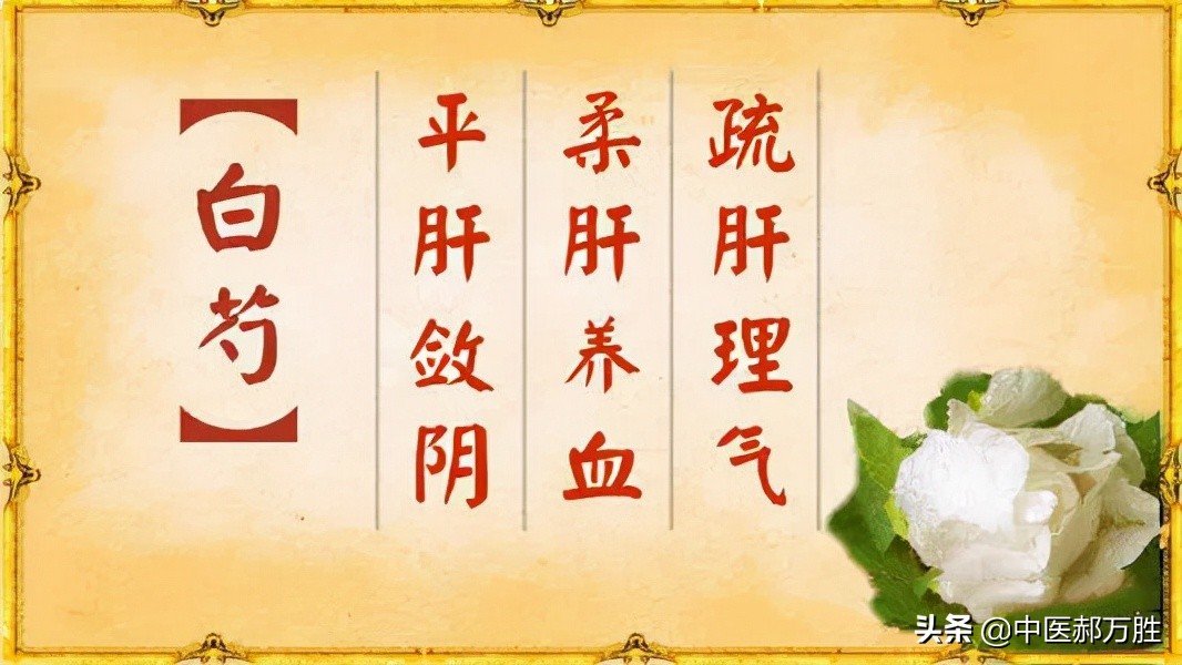 白芍的功效与作用