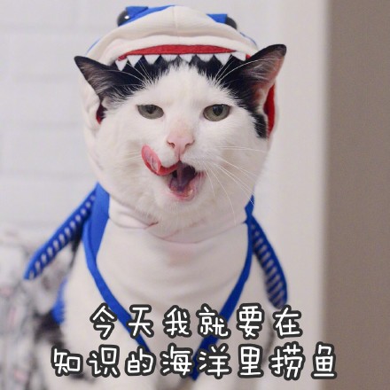 猫咪撩妹表情包：你是我见过女孩子中最美又最可爱的一个