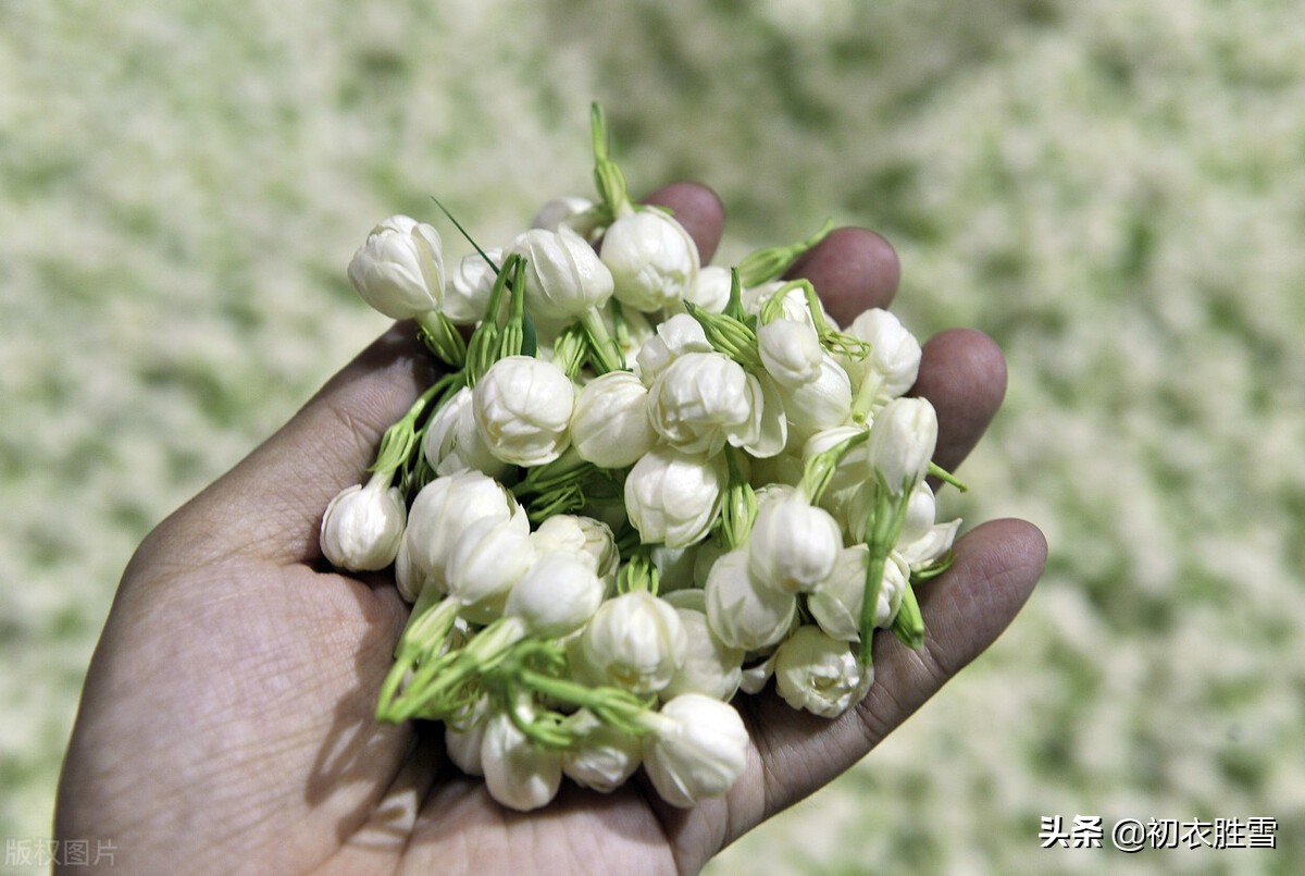 夏花茉莉美诗八首赏读：著人茉莉花如雪，茉莉心香细雨天