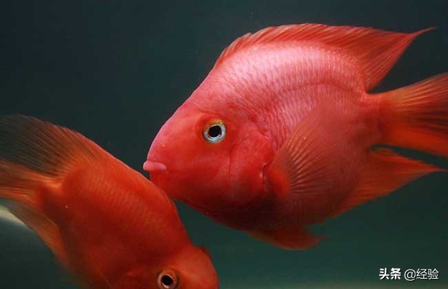 鸚鵡魚繁殖,鸚鵡魚繁殖的方法