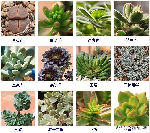 多肉的种类名字（144种多肉植物常见品种名称大全）