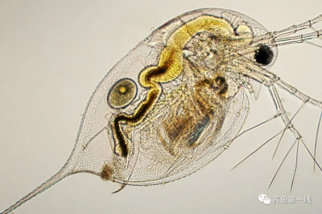 食藻虫与枝角类：说一说水生态修复的神奇工具——食藻虫