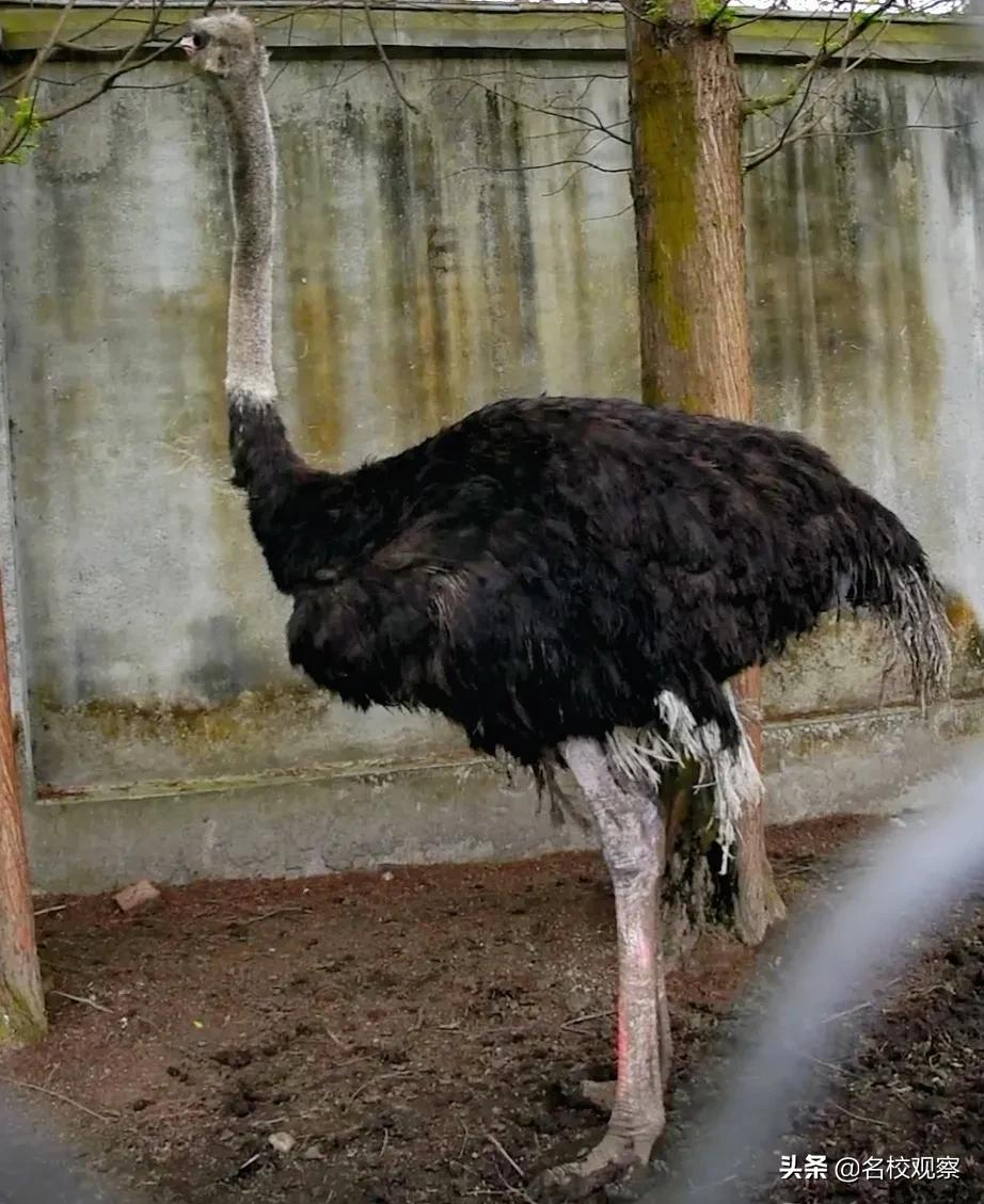 新中国第一所民办学校现在怎么样了？实地探访