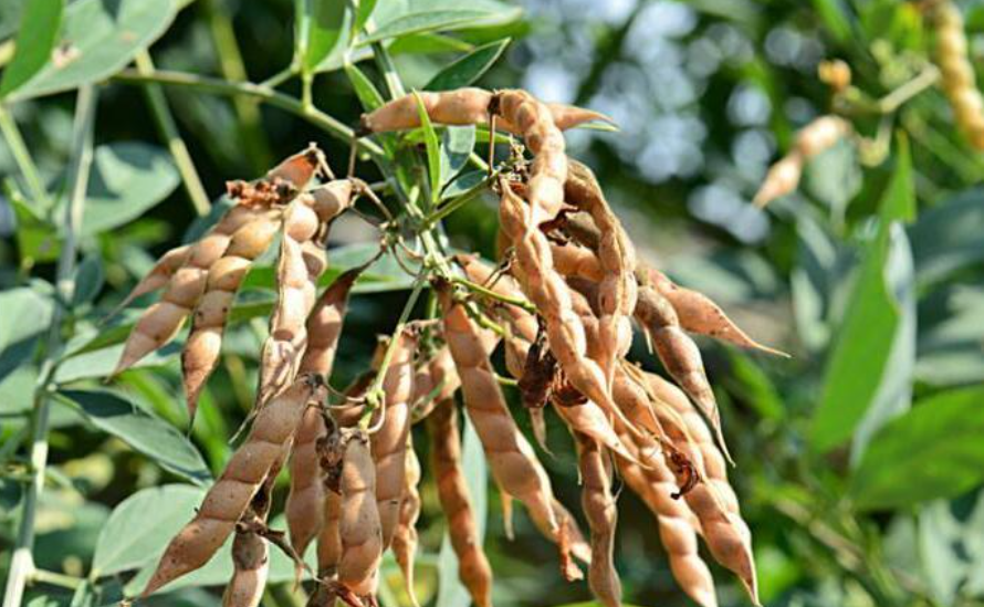 木黄豆的功效与作用-我的快乐小窝