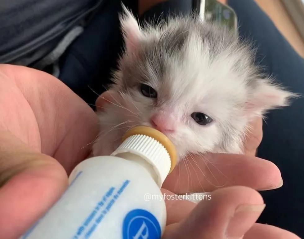拇指大的奶貓被救助，它是同窩貓咪唯一的倖存者，24天後大變樣