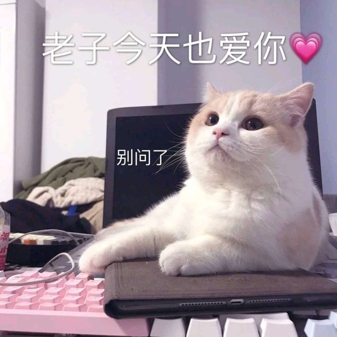 可爱的猫咪表情包合集｜哥哥，出来玩吗