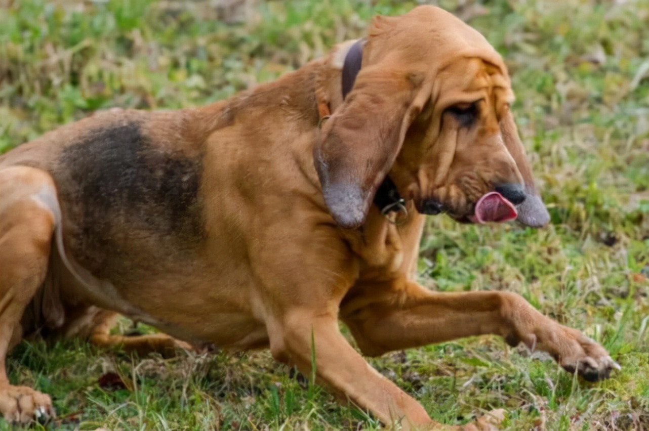 世界上最好的追踪犬——寻血猎犬