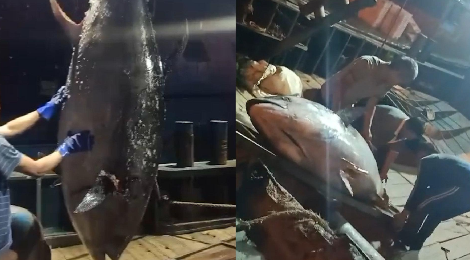 罕见！一条近700斤的蓝鳍金枪鱼被渔民捕获，能卖多少钱，贵吗？