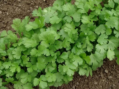 撒上种子就能长？其实种植香菜也有技术问题