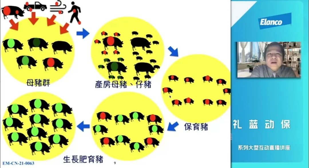 蓝耳病全球泛滥，谨防美国蓝耳新毒株1-4-4进入国内，引种要高度警惕