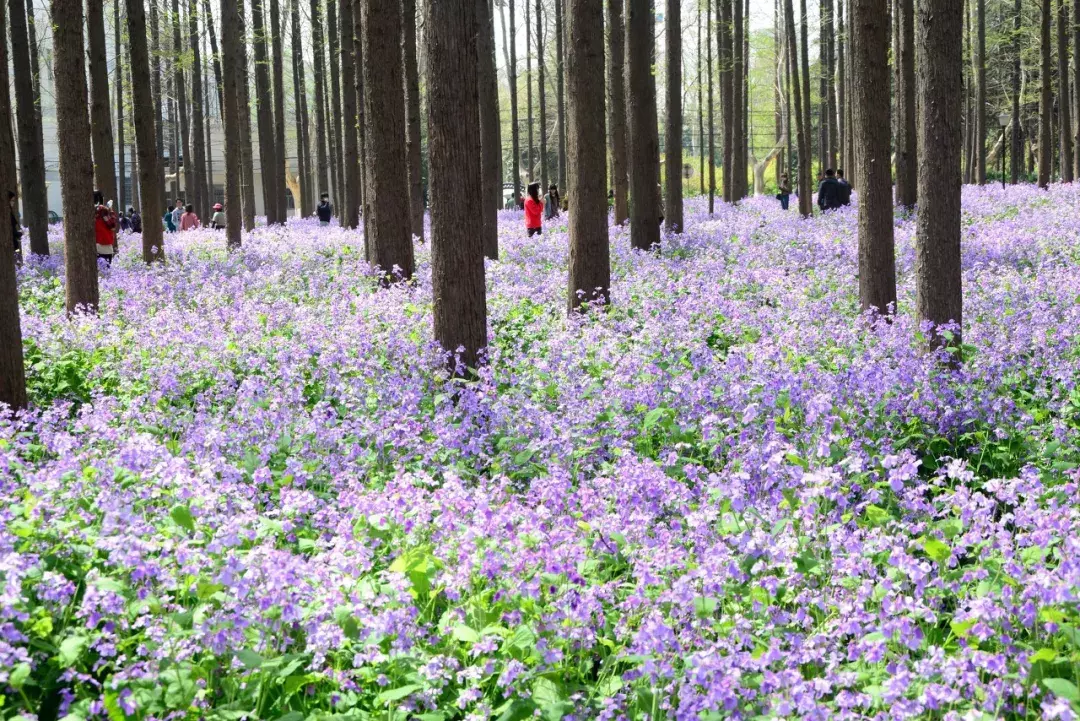 中国春天最美的10座大学，好想回去谈一场恋爱