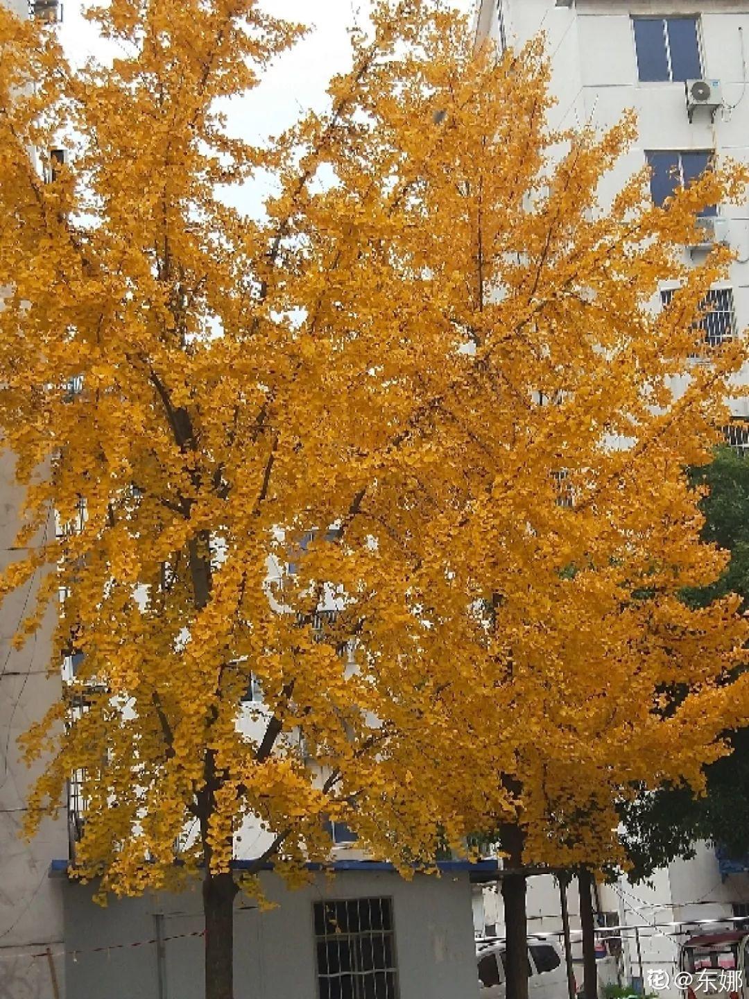 庭院适合种植什么树（适合在院子里养的9种树）