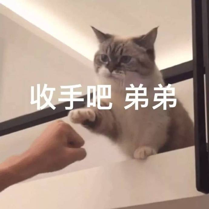 猫咪表情包合集｜我跟你讲，今天就必须带我吃火锅