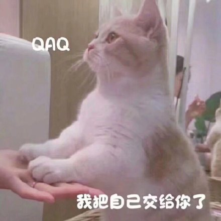 猫咪可爱表情包