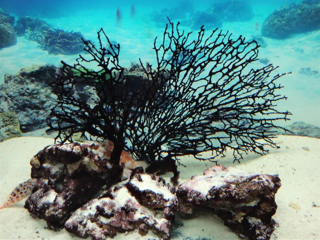 珊瑚是生物吗？珊瑚到底是动物还是植物-第17张图片