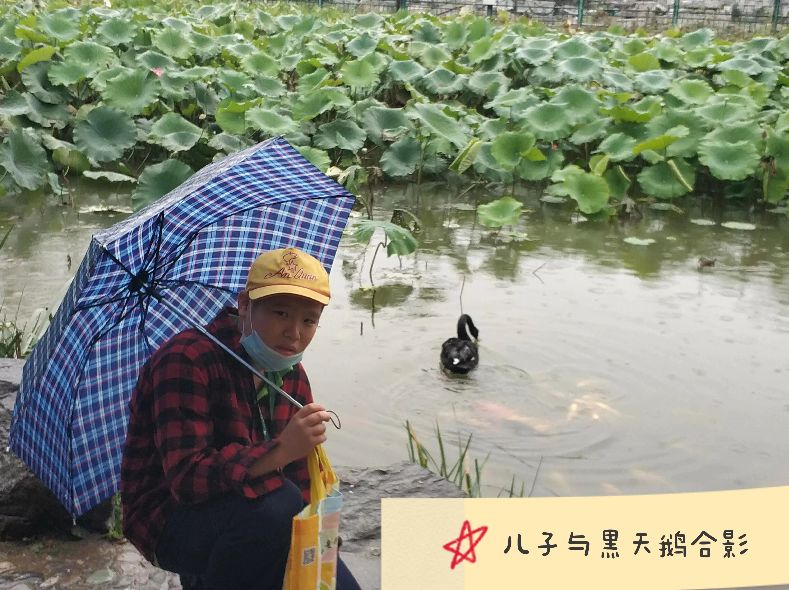 一池碧水，莲叶田田，鱼戏莲叶间，鹅戏莲叶南，秋雨斑斑点点