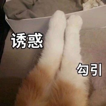 性感猫咪，在线陪聊