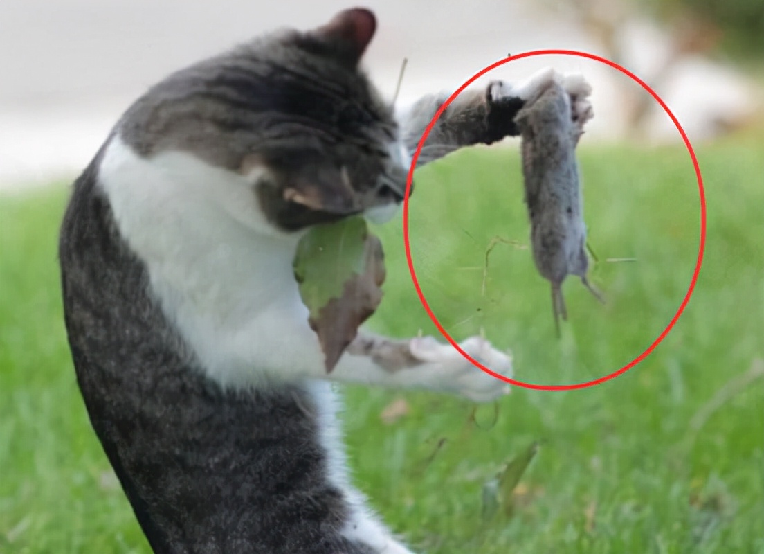 老鼠身上那么脏,猫吃了却不会生病,难道猫对老鼠的病菌免疫吗?