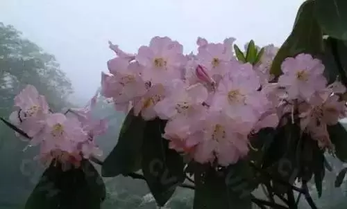 北京的市花是什么（56个城市市花大揭秘）