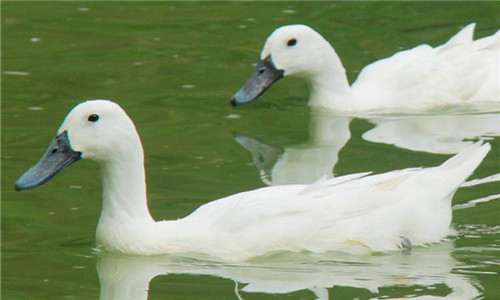 (附:4款白鹭鸭菜品)