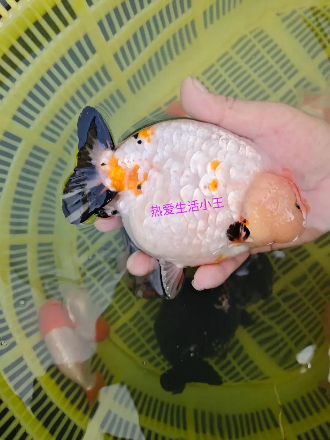 金魚腸炎和内寄的發病原因 病症和治療方法 天天看點