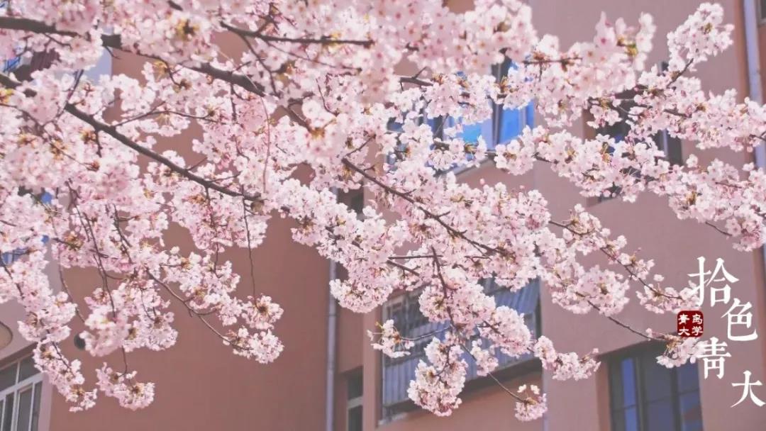 坐拥三大校区，占地2655亩，培养超30万精英，十个理由让你爱上山东这所高校！