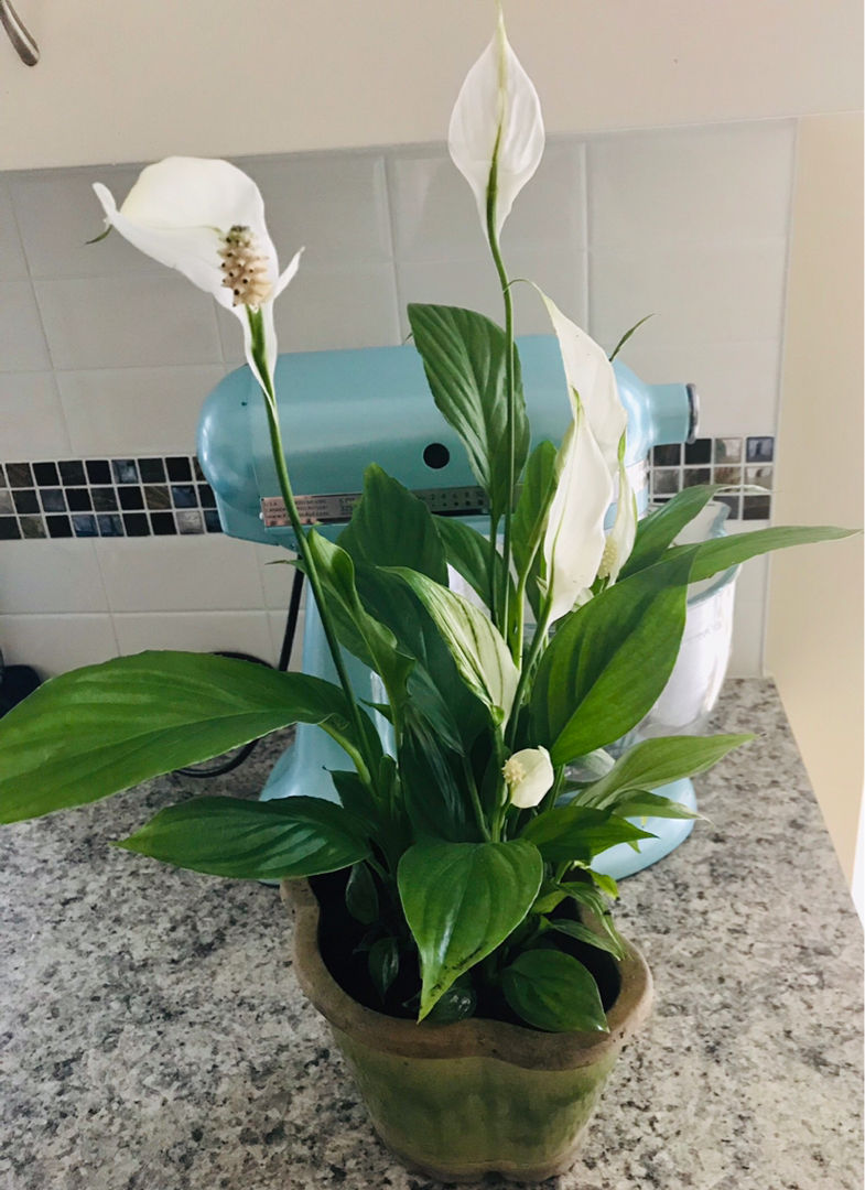 不同节日送的花（适合送花的节日）