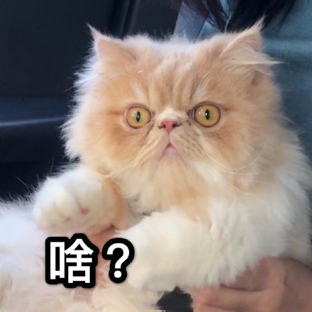 猫咪表情包合集｜我没事，我很快乐