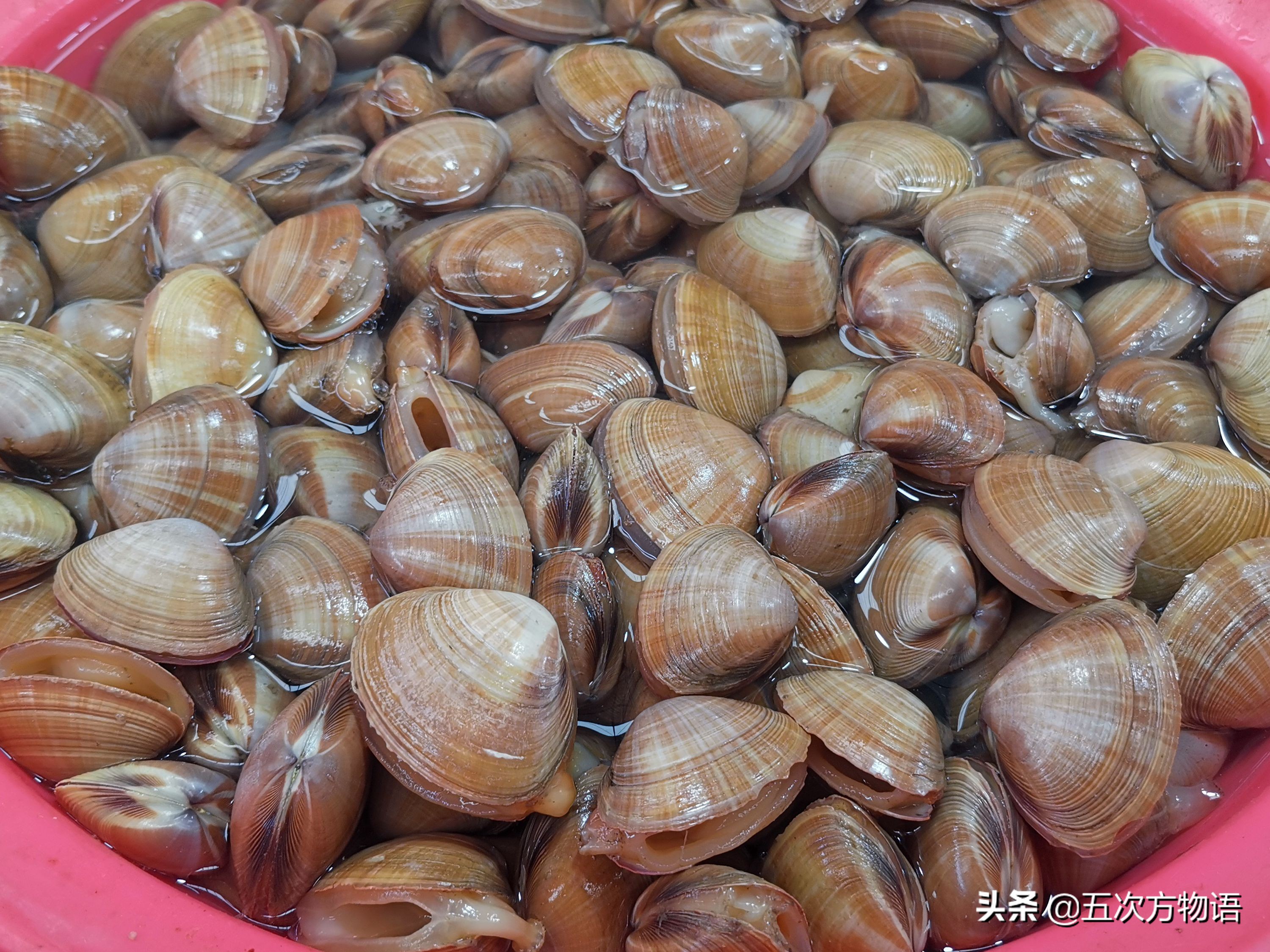 青岛常见食用贝类图鉴大全