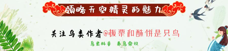 几维鸟(凭本事活下来，又凭本事把自己玩灭绝的鸟：几维鸟)