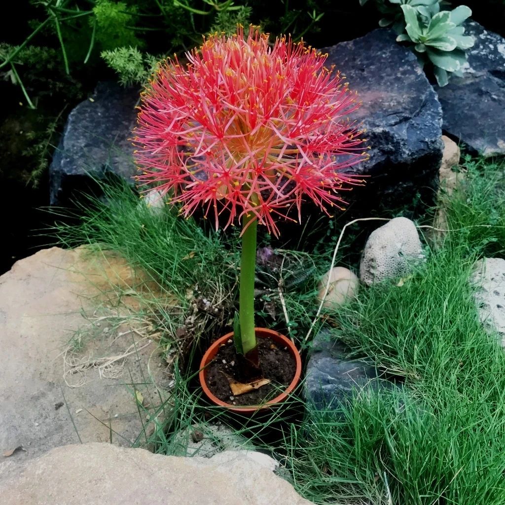 花朵如一团火焰般的网球花,可以直接买大球根种,夏秋开花灿烂