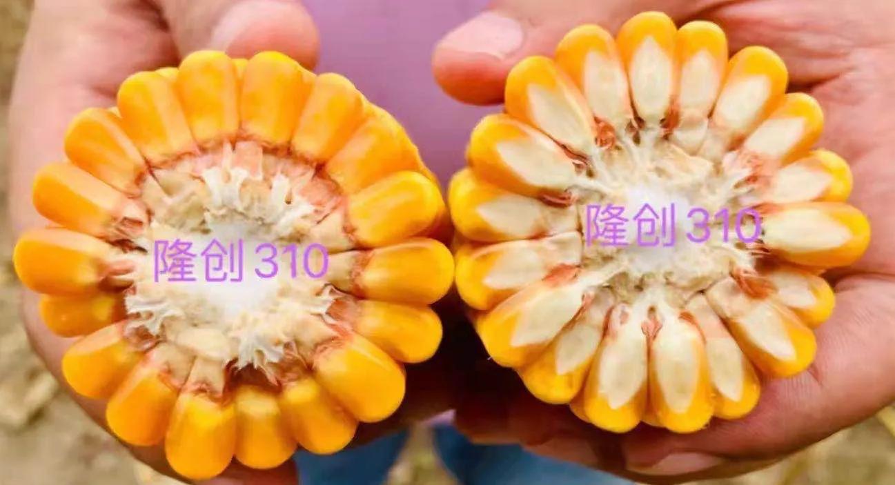 历经大灾害 打造大品种 迎接大时代—隆创310:超级玉米龙头新品种呼之