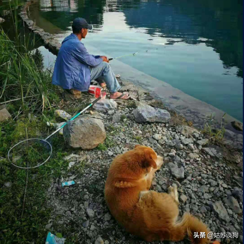 中华田园犬，在你心中到底值多少钱？谈钱才是对土狗最好的保护