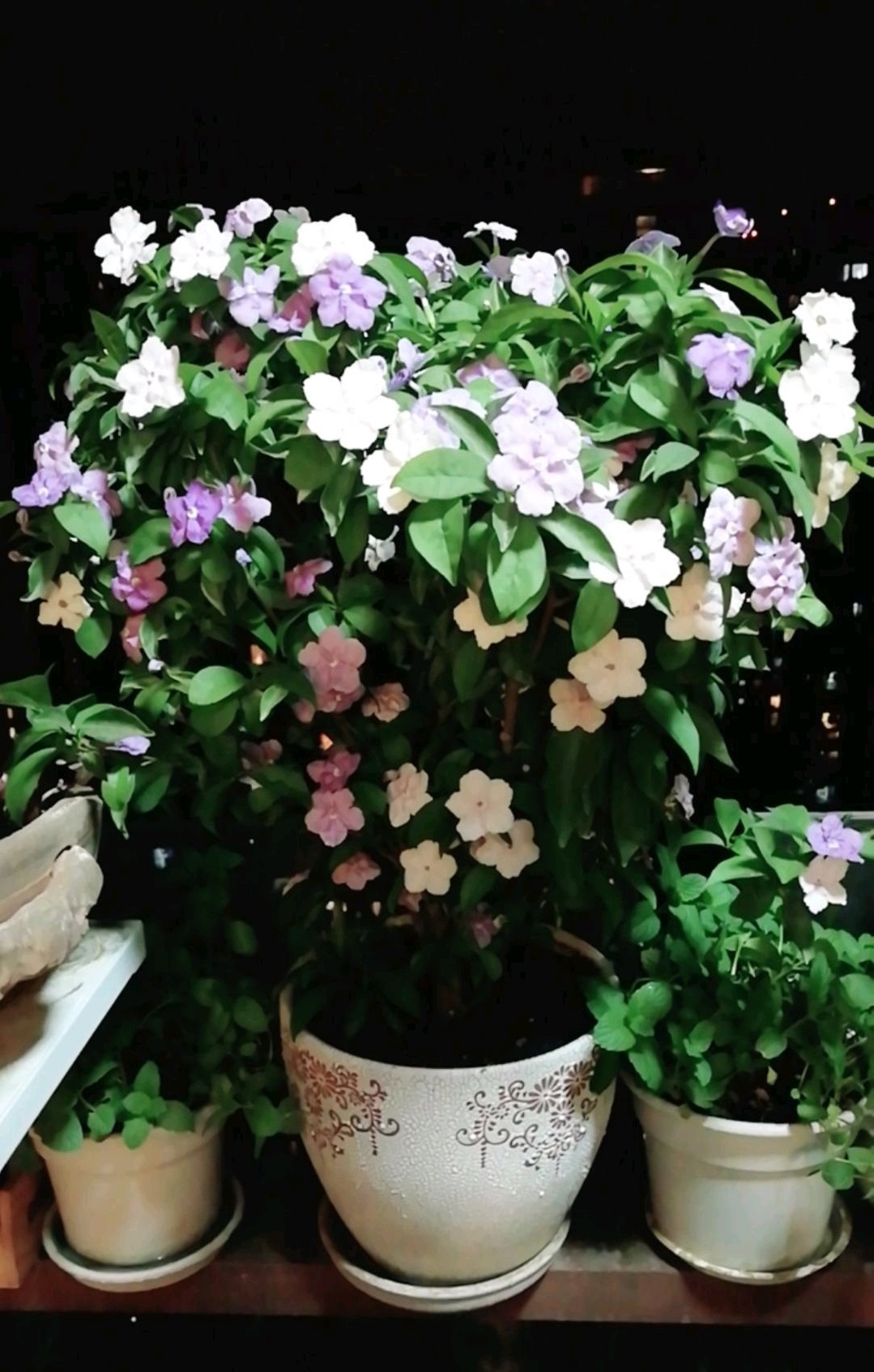 双色茉莉图片(阳台养花,养棵"双色茉莉",三季有花看,赏花又闻香,还很