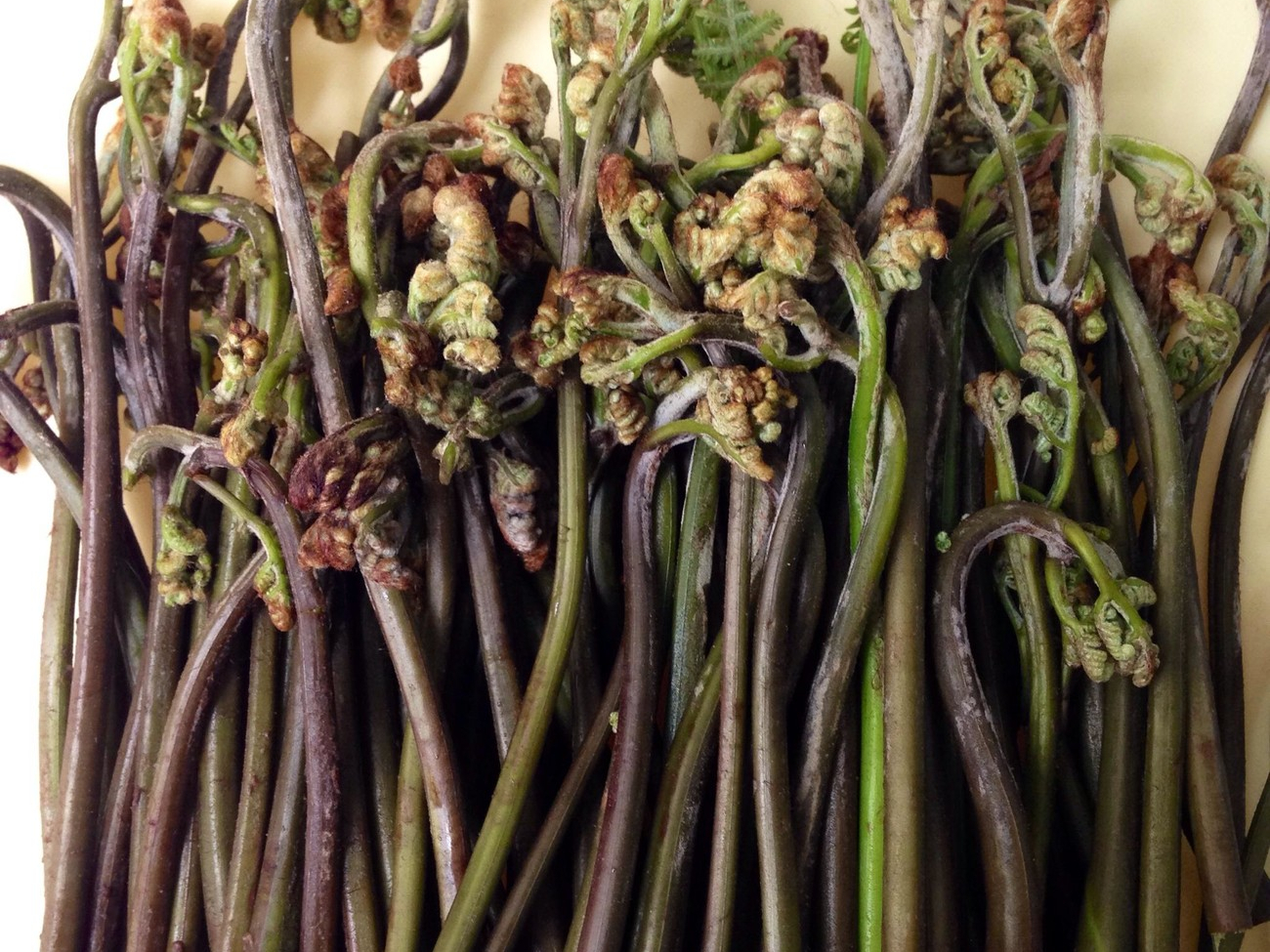 有什么野菜能吃的图片(5种野菜图片) - 赤虎壹号