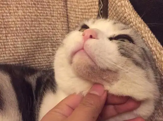 常见的猫咪皮肤病有哪些？如何治疗和预防猫癣和猫咪黑下巴？
