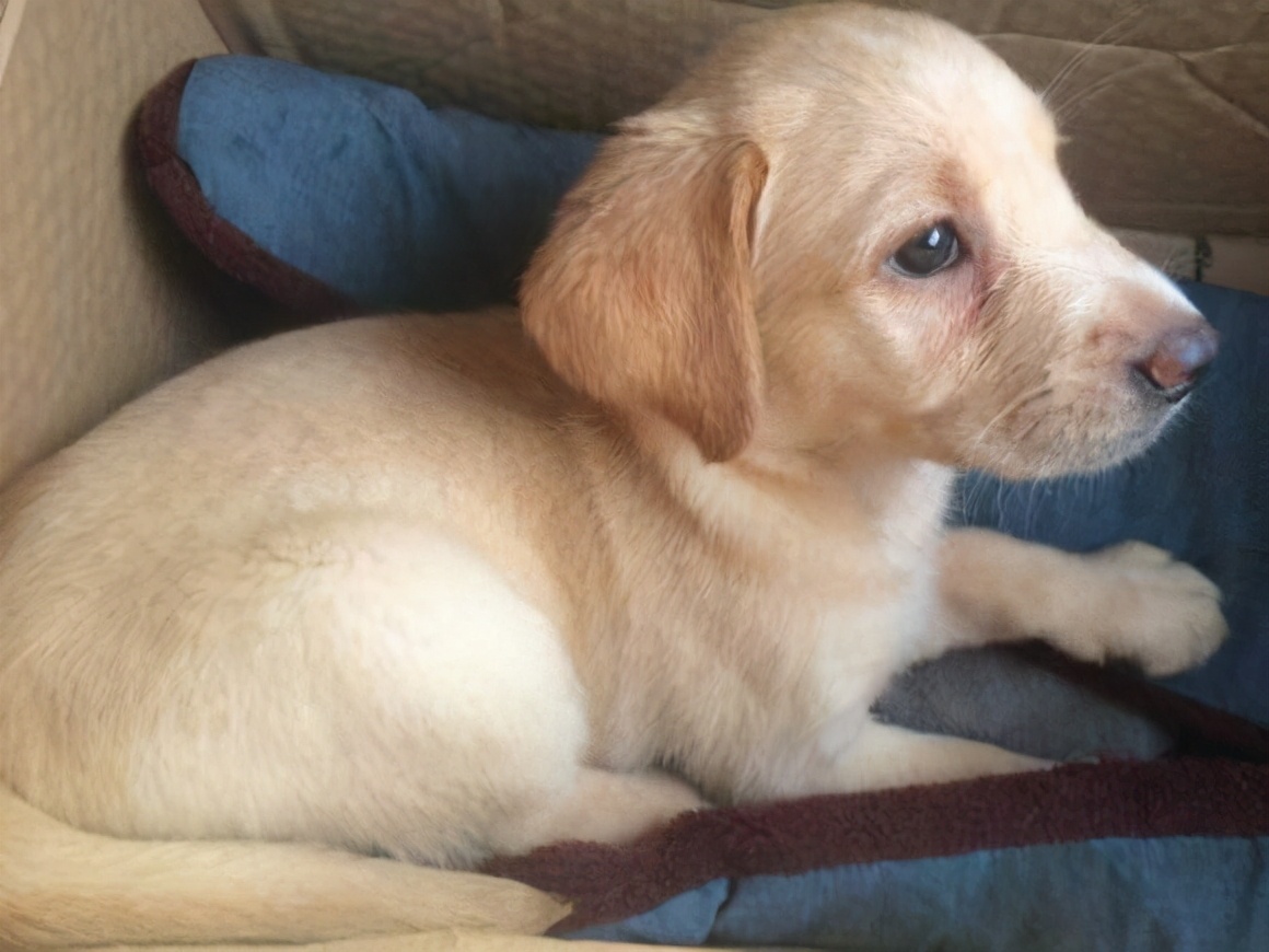 拉布拉多犬怎么训练比较好？这几招可以帮到你