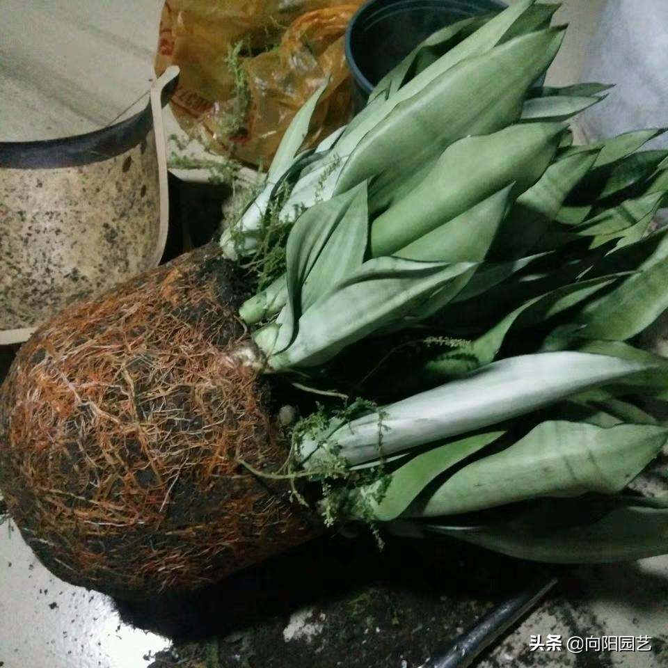 养虎皮兰，3个诀窍，根系挤爆盆，小崽子呼呼长，一年爆20棵