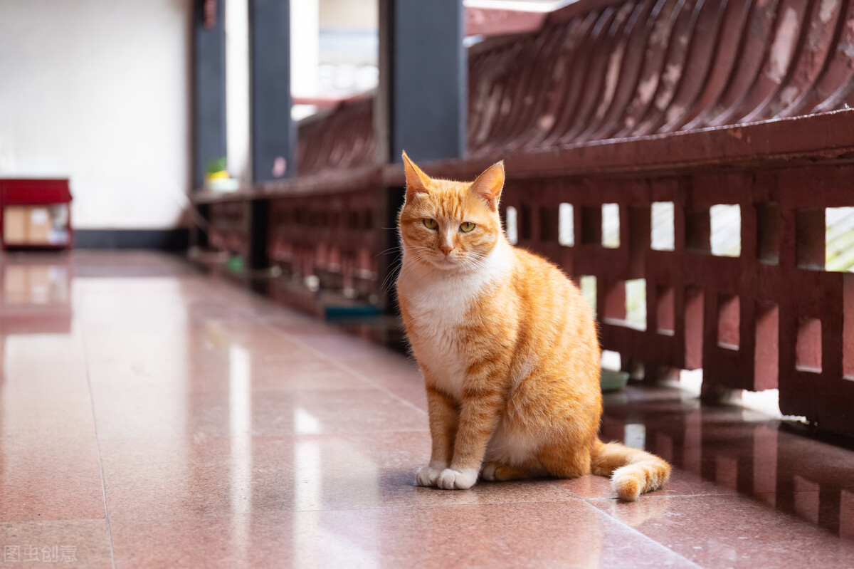 谁说土猫土，这些国内常见的土猫，你告诉我究竟哪里土